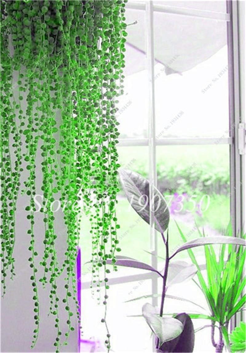 Harddo Harddo Pearl Chlorophytum Seeds, 100pcs Pearl Chlorophytum Succulent Plants Bonsai Beads Seeds for Home Garden Decor