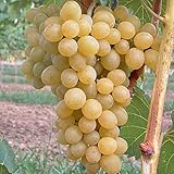 Erdbeertraube Isabella, pilzfeste Weinrebe mit blauer