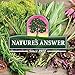 Nature's Answer Uva Ursi Leaf Liquid Drops with Organic Alcohol, 1000mg, 1-Fluid Ounce | Urinary Tract Support | Supports Nephrotic System Function | Vegan, Non-GMO | Single Count