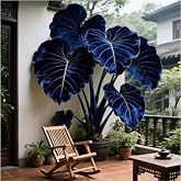 2PCS Elephant Ear Bulb for Rich Green Display, Backyard Garden Design (Bule)