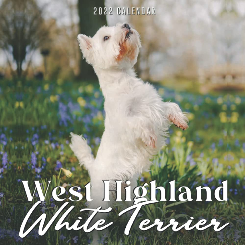 large white terrier