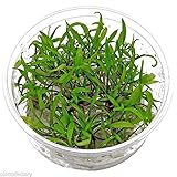 Cryptocoryne Parva in Tissue Culture Live Aquarium Plants Crypt Green Tropica