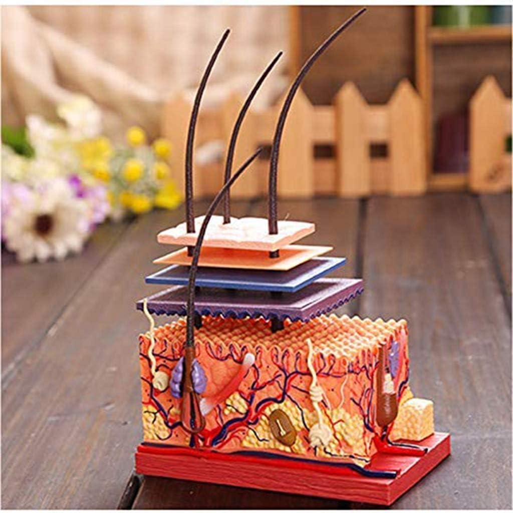 LAZRJ 4D Vision Human Anatomy - Human Skin Structure and Hair Organ Anatomy Model - Puzzle Assembling Toy Medical Educational Training Aid