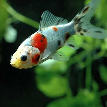 Amazon 生体 国産 朱文金mix M 7cm前後 3匹 Emuwai Emuwai 観賞魚 水中生物 通販