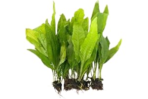 GENERIC 5X Java Fern Microsorum Pteropus Looses Aquarium Live Plant for Fish Tank Decoration