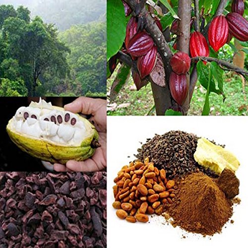 Very Rare Cocoa Fruit Seeds for Growing Chocolate Tree