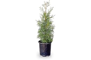 PLANTS BY MAIL Carolina Sapphire Arizona Cypress (2.5 Quart) Evergreen Tree with Blue-Grey Foliage - Full Sun Live Outdoor Plant