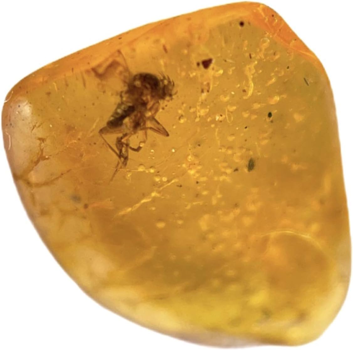 SilverGeo Amber with Fossil Insect Bugs Inclusion FSA002 100% Genuine