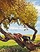 Earthly Beauty by 