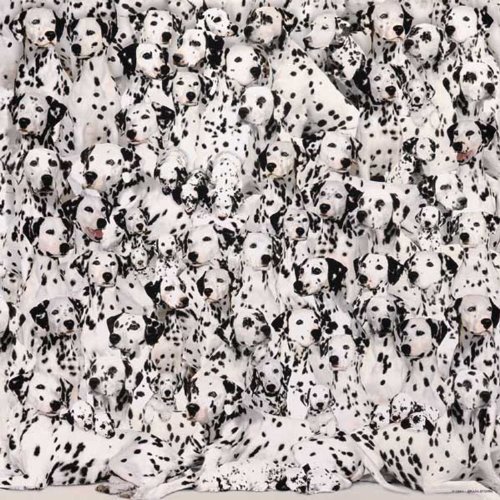World's Most Difficult Jigsaw Puzzle: Dalmatians