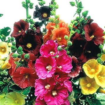 90540 Graines De Fleurs Rose Trémière Alcea Rosea Ficifolia