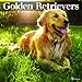 2017 Golden Retrievers Wall Calendar