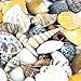 CYS EXCEL Approx 100 sea Shells, Sized at 0.75” to 2”, Mixed Beach Seashells, Arious Sizes Natural Seashells for Fish Tank, Vase Filler Sea Shells, Home Decorations, Wedding Décor