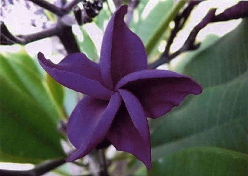 5 Rare Dark Purple Plumeria Seeds Plants Flower Lei Hawaiian Fragrant Garden