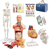 EVOTECH SCIENTIFIC Human Body, Skeleton, Heart, Half Size Skull with Brain Models-Best Anatomy Model Bundle Set of 4 Hands-on 3D Model Study Tools for Medical Student Teacher