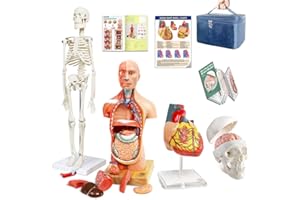 EVOTECH SCIENTIFIC Evotech Human Body, Skeleton, Heart, Half Size Skull with Brain Models-Best Anatomy Model Bundle Set of 4 Hands-on 3D Model Study Tools for Medical Student or as Educational Kit for Kids