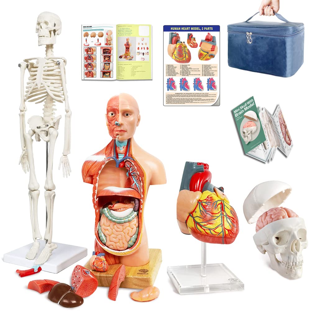 Photo 1 of EVOTECH SCIENTIFIC Human Body, Skeleton, Heart, Half Size Skull with Brain Models-Best Anatomy Model Bundle Set of 4 Hands-on 3D Model Study Tools for Medical Student or as Educational Kit for Kids