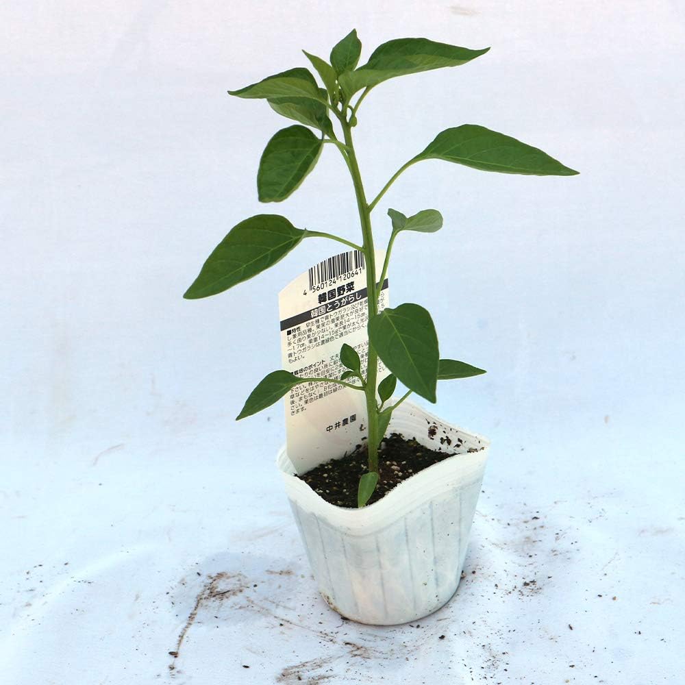 Amazon 韓国とうがらし 野菜苗 9cmポット 3個セット 韓国の辛いトウガラシ 辛味はハバネロのような激辛ではなく 辛さだけでなく独特の味わいのあるとうがらし キムチにはこれです 育て方は普通のとうがらし類に準じます 辛味が強いので小さなお子様の手の届か