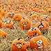 Unomor Halloween Pumpkin Decorating Craft Kit Stickers – Makes 24 Pumpkins (12 Designs with 2 Sizes & 30 Wood Sticks) Halloween Party Supplies Trick or Treat Party Favors