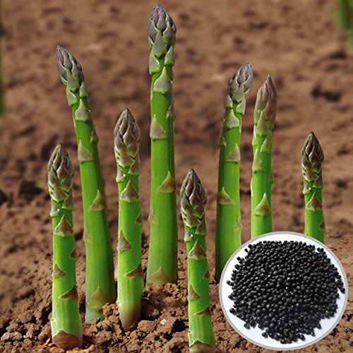 Asparagus seed - 20PCS Garden Vegetable Asparagus Officinalis Seeds by DOM - Asparagus seed