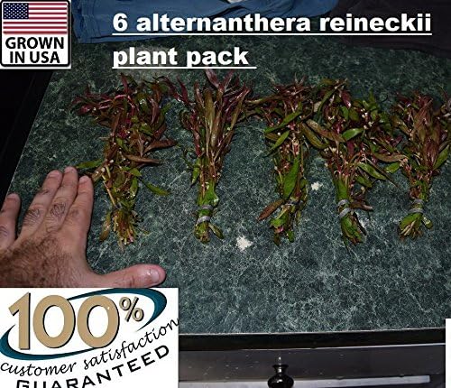 6 bunches Alternanthera reineckii plants Easy Aquarium aquascaping planted tank
