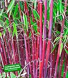 Indian summer pflanze Indian summer pflanze