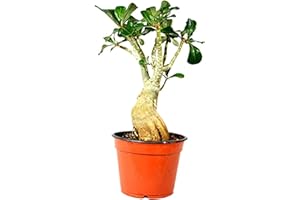 9GreenBox - Miss Beauty Desert Rose - Ship Bare Root