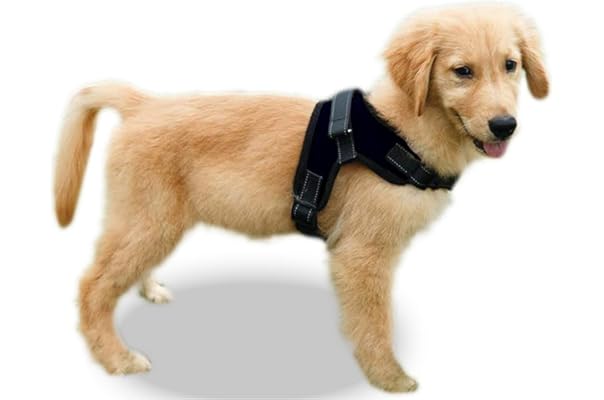 amazon best dog harness