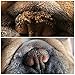 The Blissful Dog All French Bulldog Nose Butter - Dog Nose Butter, 0.15 Ounce