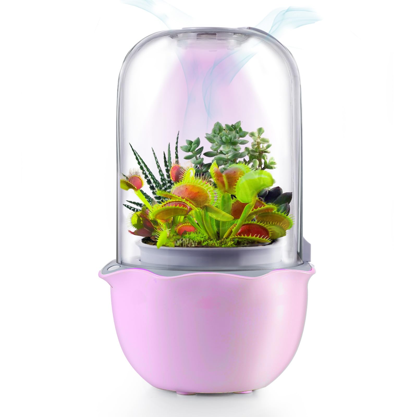 Mua E SUPEREGROW Smart Venus Fly Trap Terrarium Pot with Timer&Fan, Carnivorous  Plant Pot with Grow Light, Plant Terrarium Kit for Butterwort, Christmas  Birthday Gifts for Women Garden Lover (No Plant) trn