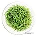 Greenpro Dwarf Hairgrass Live Aquarium Plants Tissue Culture Cup Freshwater Fish Tank Decorations