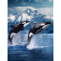 Diamond Art Painting Killer Whale Orca Blue Ocean Theme Pair