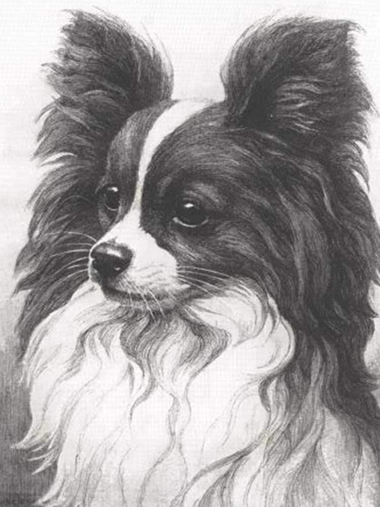 white papillon dog