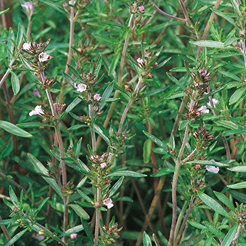 Suffolk Herbs Summer Savory Amazon.co.uk Garden & Outdoors