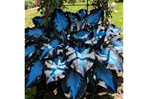 Dark Purple Heart Hosta Seeds, Midnight Blue Heart Hosta Plants, Easy to Plant, Ornamental Flowers for Planting Outdoors, Lik