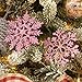 Sea Team Plastic Christmas Glitter Snowflake Ornaments Christmas Tree Decorations, 4-inch, Set of 36, Pink