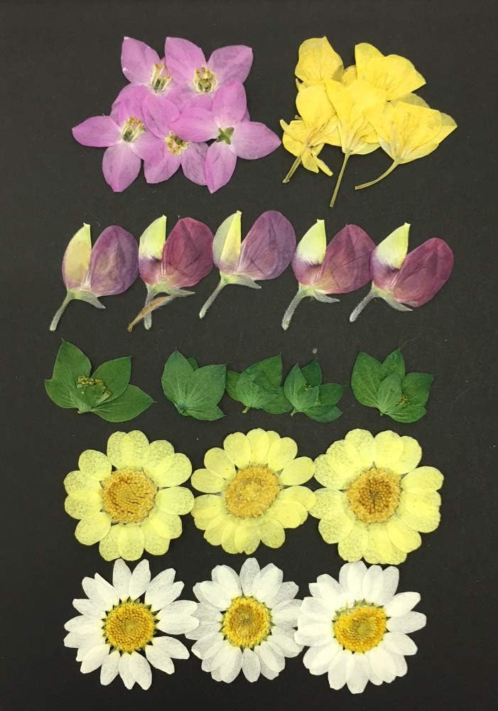 Amazon お花屋さんの押し花セット 春mix 春限定 押し花 ルピナス ボロニア ピナータ ブプレウルム 菜の花 ムルチコーレ ノースポール ハンドメイド Uvレジンでアクセサリーやスマホケースも作成可能 ケース カバー 通販