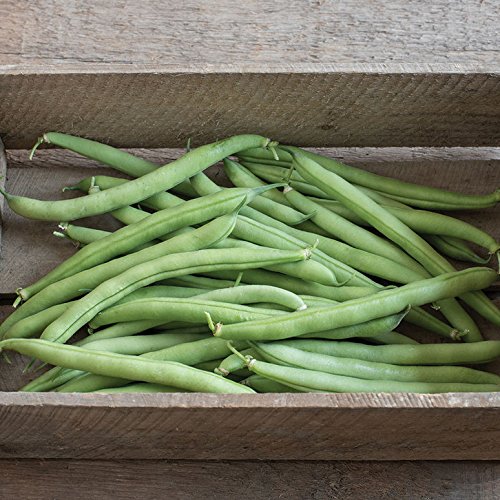 David's Garden Seeds Bean Bush Provider D010A (Green) 100 Organic Heirloom Seeds