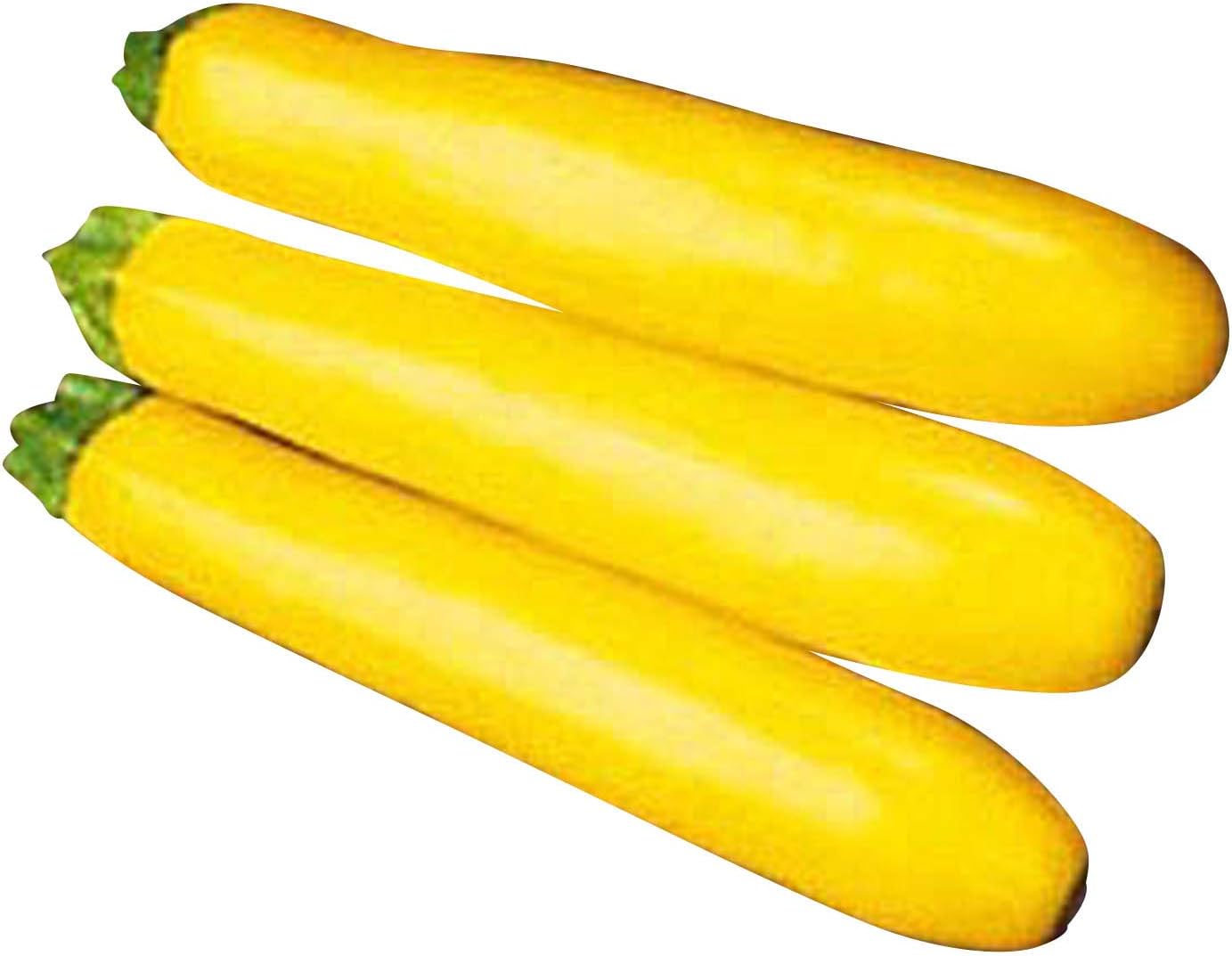 Yellow Zucchini Squash Gold Rush F1 Seeds Vegetable