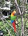 Ruerlity Hanging Parrot Statue Sculpture On Ring Lawn Ideal Decor for Patio Home and Garden