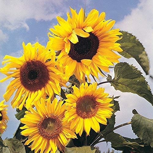 Sunflower Seeds Colourful Yellow Flowers Easy Grow Plants for Garden Allotment & Patio Russian Giant Variety Approx 60 Seeds Packet by Thompson & Morgan - Image 3