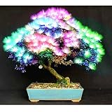 20 pcs Bonsai Albizia Flower Seeds Called Mimosa Silk Tree Seed Rare Garden Potted Plants Rainbow Flowers Pot diy plant gift Multi-Colored