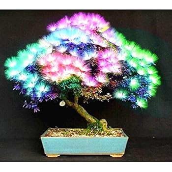 Acer Palatum Bonsai Flower Tree Seedlings Plant For Home Garden 10pcs Rare Purple Blue Ghost Japanese