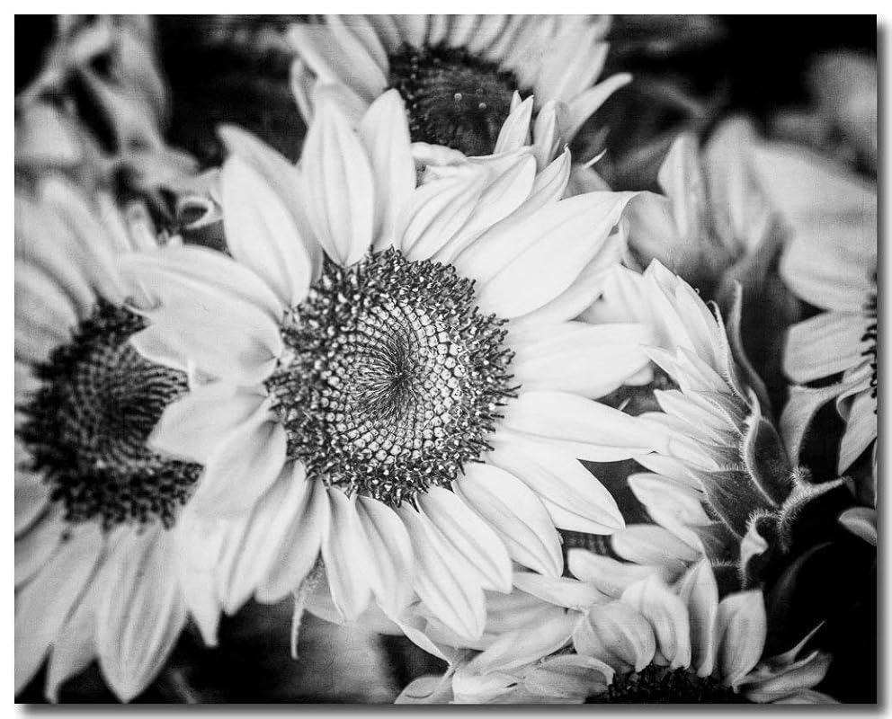 Amazon.com: Black and White Sunflower Wall Art Print (NOT FRAMED