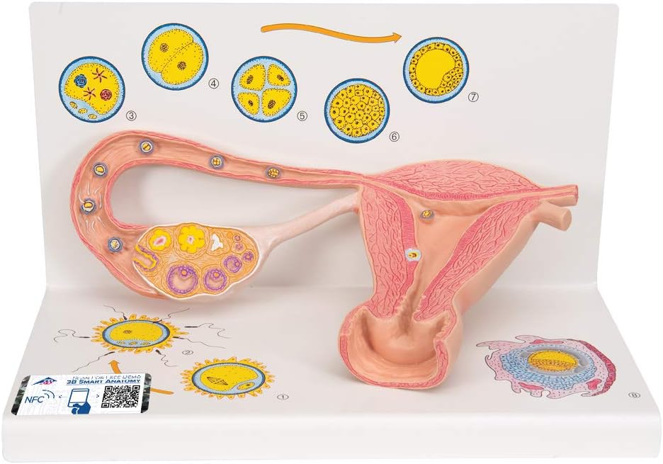 3B Scientific L01 Stages of Fertilization And of The Embryo, 2-Times Magnification + free Anatomy App - 3B Smart Anatomy