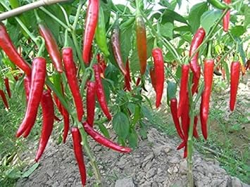 Chilli/Pepper Hybrid Seeds Perfect for Home Gardeners- 50 Seeds Pack by Go green