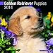 Golden Retriever Puppies 2014 Wall Calendar