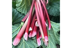 YUNAKSEA 5 Rhubarb Plants Live Root, Rhubarb Plants for Planting Live Root, Rhubarb Roots, Live Rhubarb Plants
