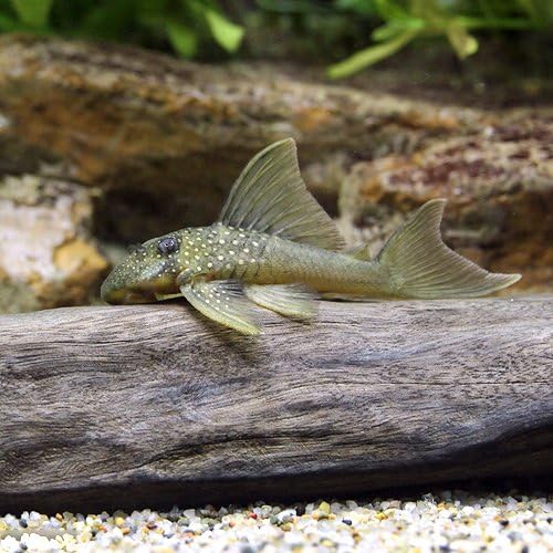 熱帯魚 レモンフィン プレコ Sサイズ 1匹 本州 四国限定 生体 B01mtev3q4 3 085円 人気海外一番 100 品質保証 全品送料無料 即日出荷 Sale開催中