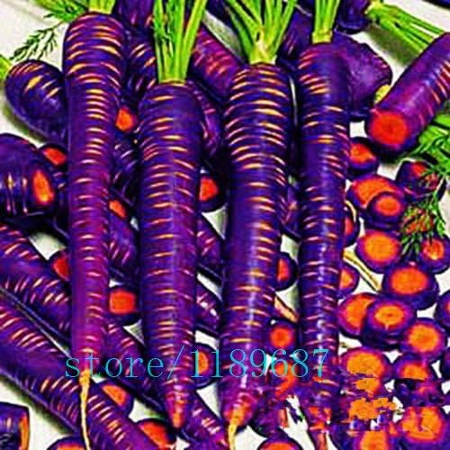 Kalash New 100pcs Sweet Carrot Organic Vegetable Seeds for Gardening Violet